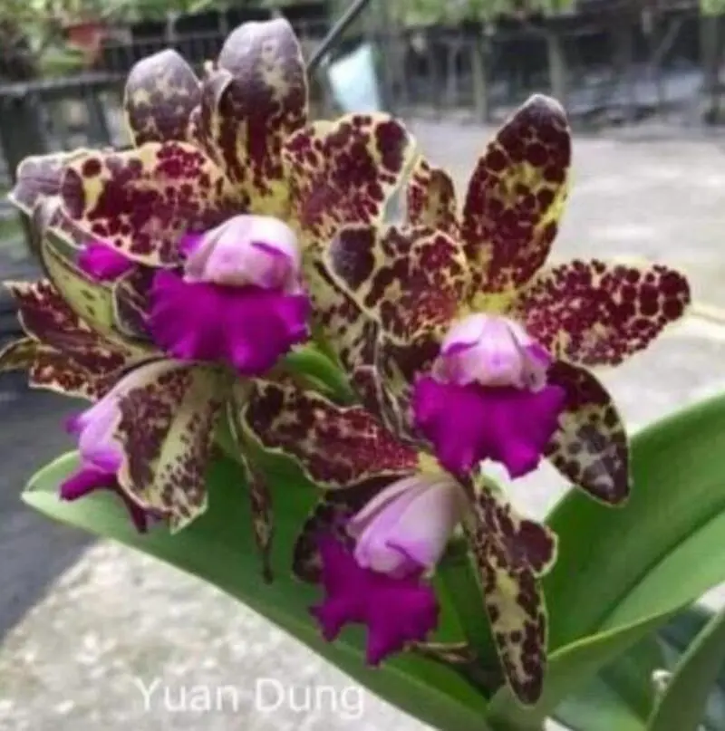 Rhyncholaeliocattleya YuaN Dung Blooming Size