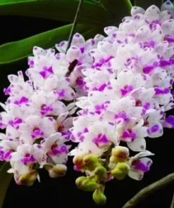 Rhynchostylis Pinkish Blue Foxtail Blooming Size