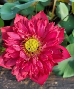 Moon Light Red Lotus Tuber