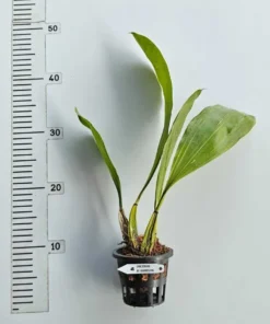 Alternative view of Brifrenaria Harrisoniae Blooming Size