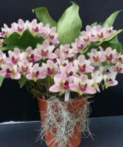 Brifrenaria Harrisoniae Blooming Size