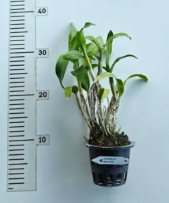 Alternative view of Ready to Flower Size Dendrobium Wave Pink