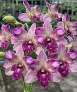 King Blue Star Seedling