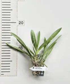 Alternative view of Ionopsis Utricularioides Blooming Size