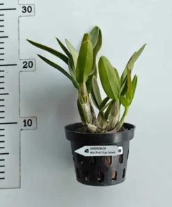 Alternative view of Dendrobium Mini Pink 3 Lips Ready to Flower Size