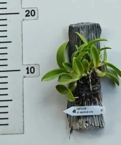 Alternative view of Schomburgkia Albopurpurea(Thomson) Blooming Size - Mounted