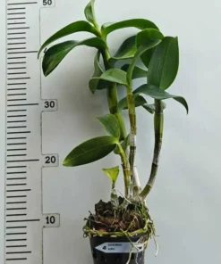 Alternative view of Dendrobium Botim Ready to Flower Size