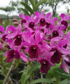 Ready to Flower Size Dendrobium Botim