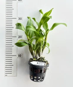 Alternative view of Ready to Flower Size Dendrobium Wave Pink