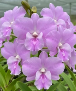 Ready to Flower Size Dendrobium Wave Pink