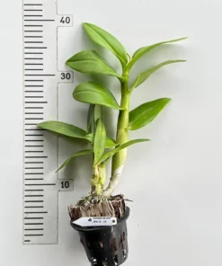 Alternative view of Ready to Flower Size Dendrobium CF 19