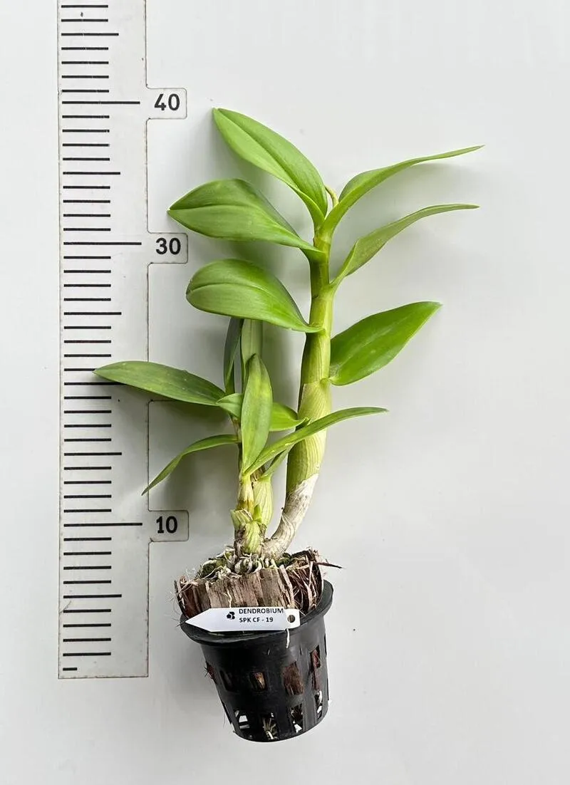Ready to Flower Size Dendrobium CF 19 - Image 2