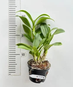 Alternative view of Dendrobium Pastel Brown Ready to Flower Size