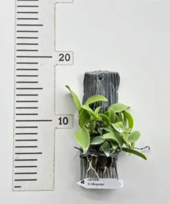 Alternative view of Schomburgkia Albopurpurea(Thomson) Blooming Size - Mounted