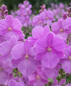 Mini Pink Stripe 3 lips Seedlings