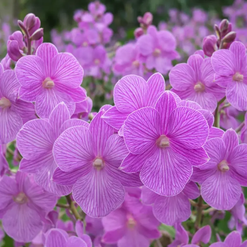 Mini Pink Stripe 3 lips Seedlings