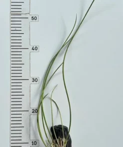 Alternative view of Oncidium Stacyi Blooming Size - Mounted