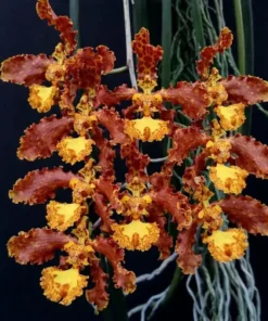 Oncidium Stacyi Blooming Size - Mounted