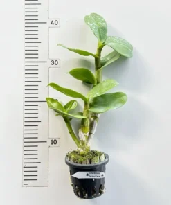 Alternative view of Ready to Flower Size Dendrobium Serene Chang