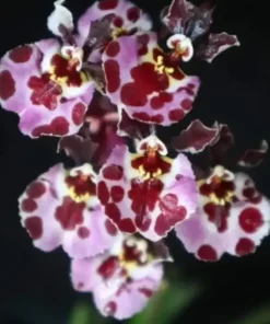 Tolumnia Flyer Tufferfish