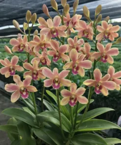 Dendrobium Pastel Brown Ready to Flower Size