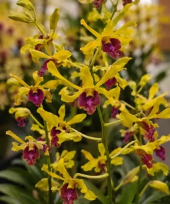Uriwan Fragrant Seedling (Fragrant Species)