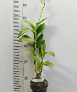 Alternative view of Matured Dendrobium CF 19 with Flowers or Buds