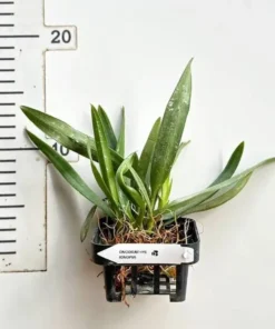 Alternative view of Ionopsis Utricularioides Blooming Size
