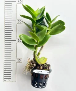 Alternative view of Ready to Flower Size Dendrobium Pretty Doll