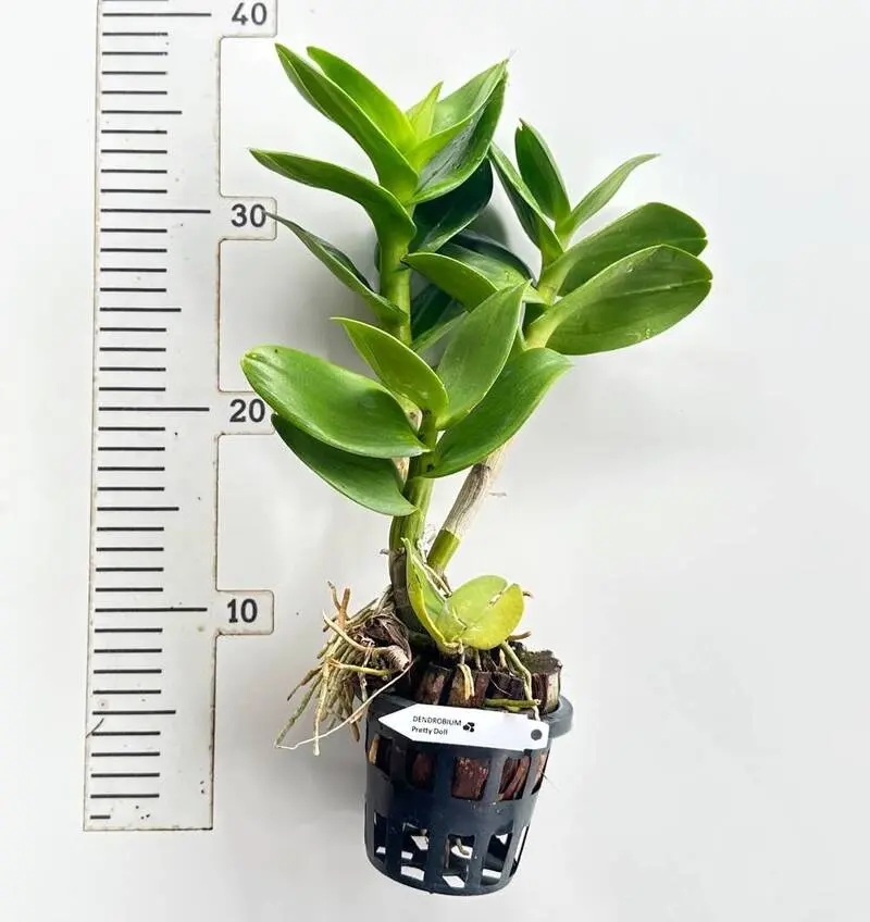 Ready to Flower Size Dendrobium Pretty Doll - Image 2
