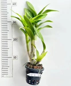Alternative view of Ready to Flower Size Dendrobium Wave Pink