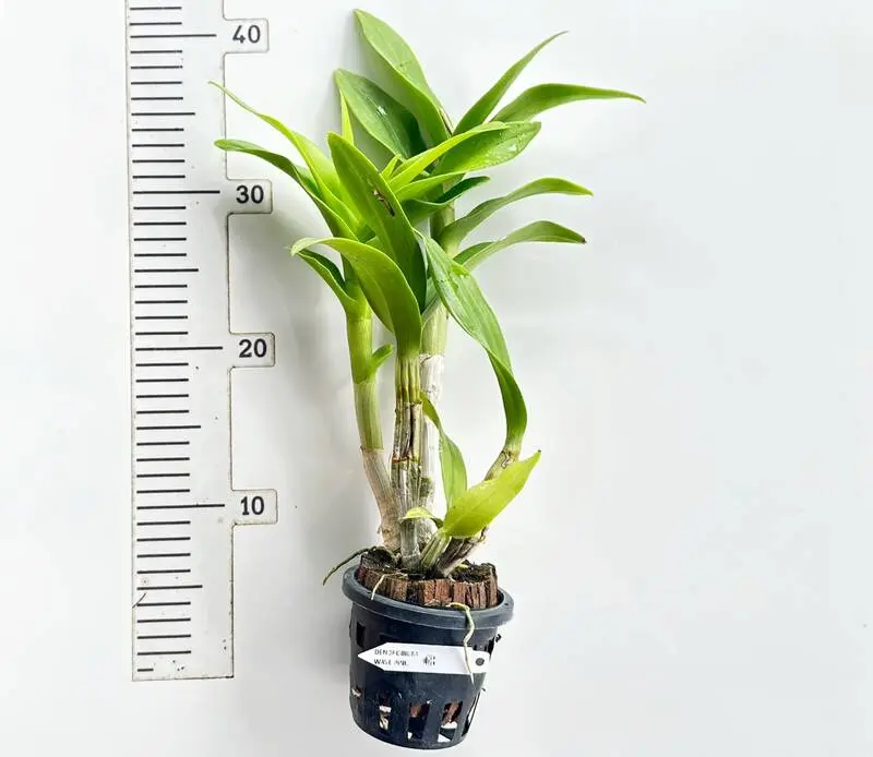 Ready to Flower Size Dendrobium Wave Pink - Image 2