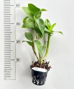 Alternative view of Ready to Flower Size Dendrobium Botim
