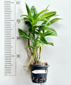 Alternative view of Dendrobium Green Pink Twist Blooming Size