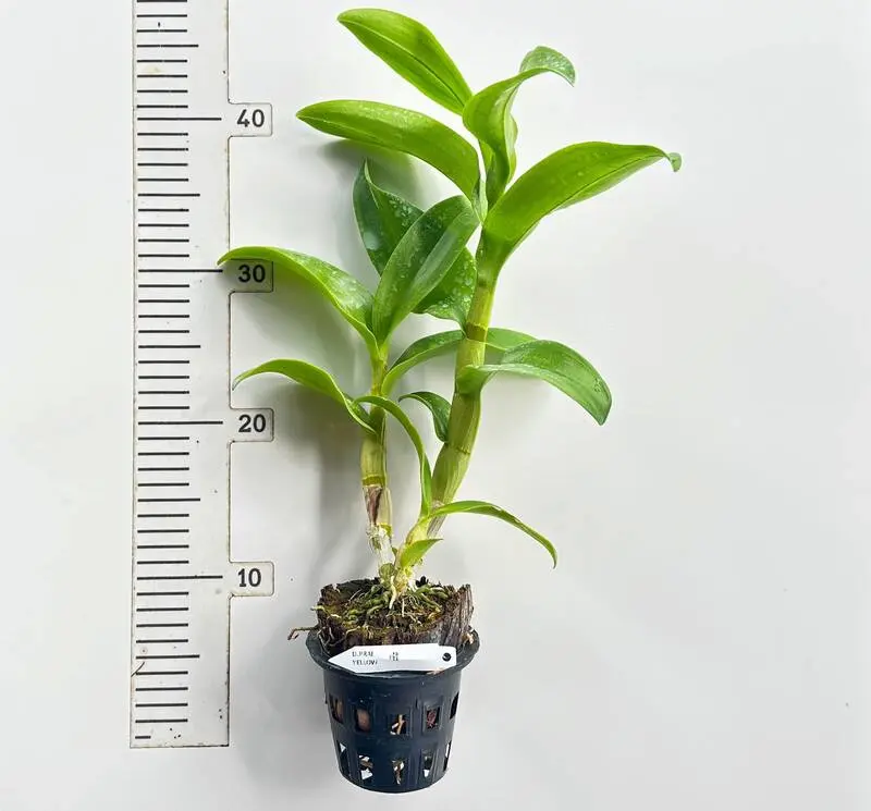 Ready to Flower Size Dendrobium Prai Yellow - Image 2