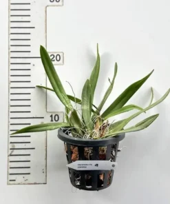 Alternative view of Ionopsis Utricularioides Blooming Size