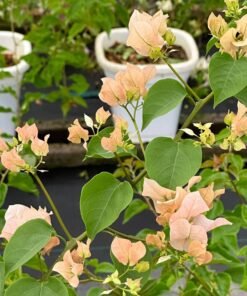 Bougainvillea Adas Joy
