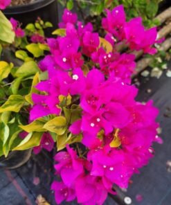Bougainvillea Golden Angus