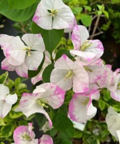Bougainvillea Kelisa