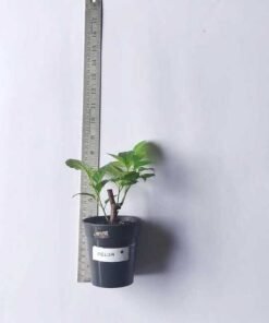 Alternative view of Bougainvillea Kelisa