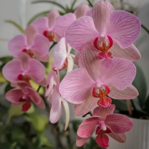 Phalaenopsis Ready to Flower Size Cryptix