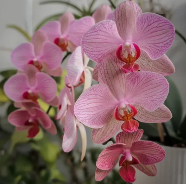 Phalaenopsis Ready to Flower Size Cryptix