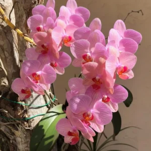 Phalaenopsis Ready to Flower Size Cryptix