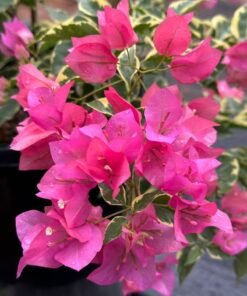 Bougainvillea Varigated Deep Pink