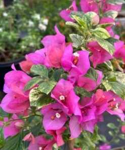 Bougainvillea Carmencita