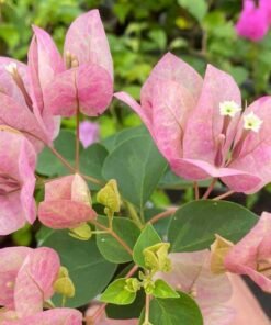 Bougainvillea Lady Bird