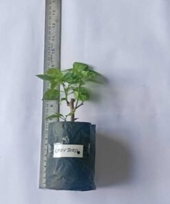 Alternative view of Bougainvillea Lady Bird