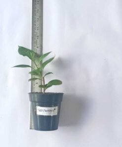 Alternative view of Bougainvillea Red Twister