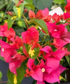 Bougainvillea Thima Red