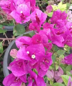Bougainvillea Violet September